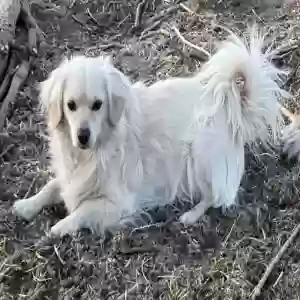 lost male dog boo